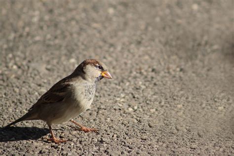 Sparrow Bird Animal Nature 4k Hd Wallpaper