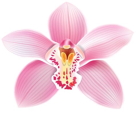Orchid Png Image Purepng Free Transparent Cc0 Png Ima