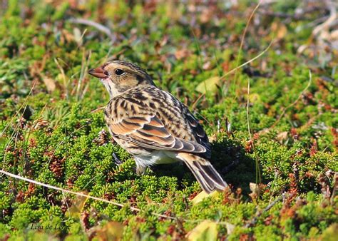 Birding With Lisa De Leon Lapland Longspur Cape Spear In September