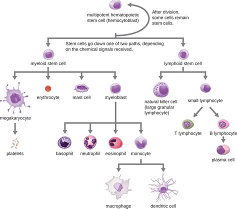 Cellular Defenses Microbiology