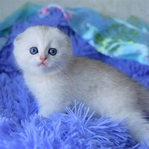 Beautiful Munchkin Cat For Adoption I Name Tom Age 10weeks
