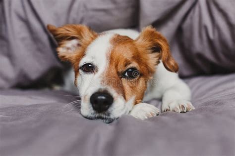 Cute Small Dog Lying On Bed And Feeling Bored Or Tired Pets Indoors At