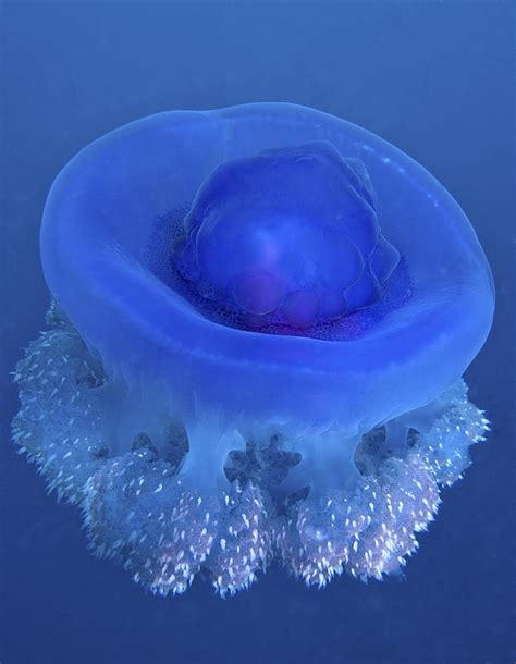 A Crown Jellyfish Gently Floating By Michael Wood Jellyfish Marine