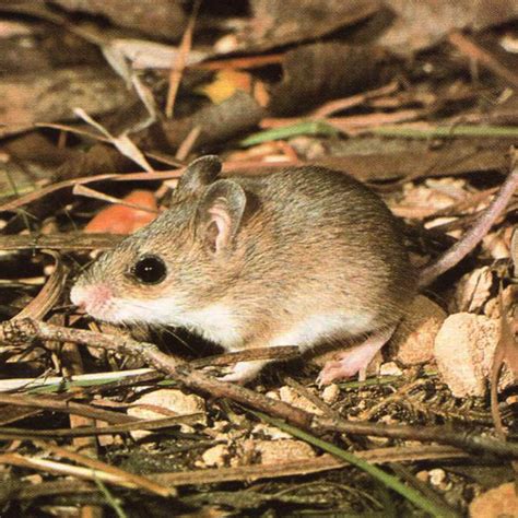 Little Native Mouse Information Behaviour And Australian Habitats
