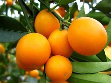 Exotic Fruit Trees Valencia Orange Tree Oversize