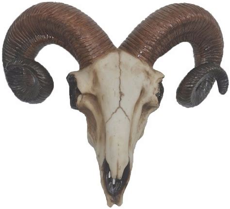 Skull decoratie heeft het grootste assortiment skulls en longhorns van nederland. bol.com | Ram schedel met hoorns 32 cm