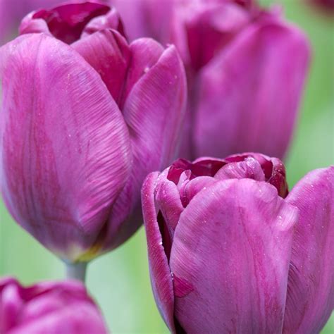Buy Triumph Tulip Bulbs Tulipa Purple Lady Pbr Delivery By