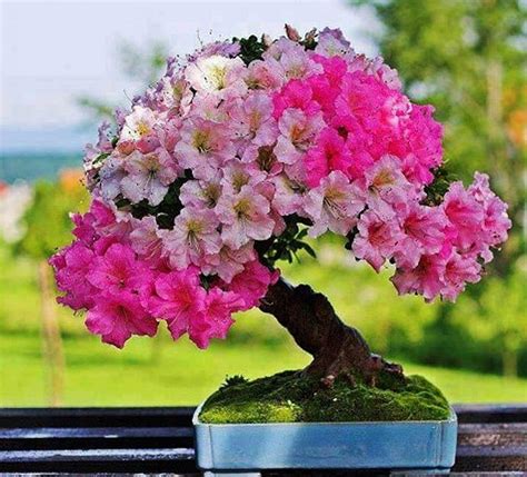 720p Free Download Bonsai Art Tree Beauty Hd Wallpaper Pxfuel