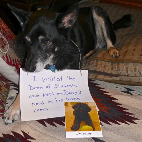 Here's what i know so far: You're off the Dean's List - Dogshaming