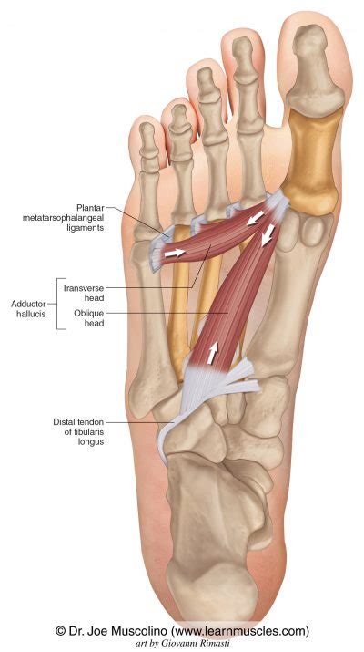 Adductor Hallucis Learn Muscles