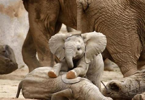 Elefante Bebé Se Emociona Al Ser Grabado Por Primera Vez Y Enternece A