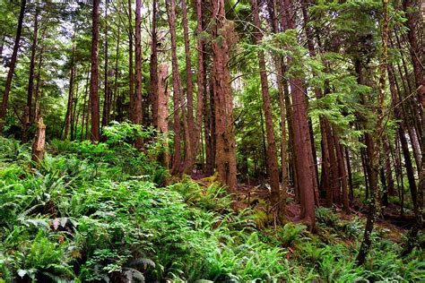 Coastal Forest In Oregon Photograph By Gerald Blaine Pixels