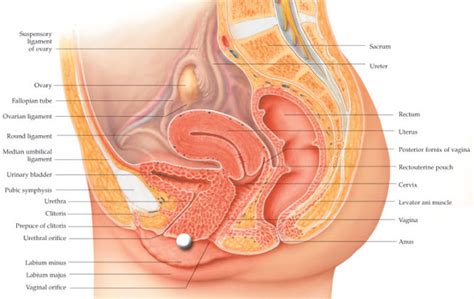This article is about female reproductive system diagram labeled. Female Reproductive System