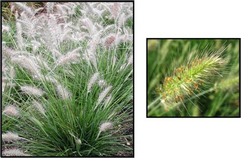 Pennisetum Alopecuroides Piglet Piglet Dwarf Fountain Grass My Xxx
