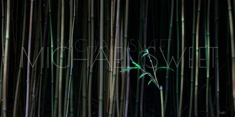 A Dark Bamboo Forest Springs To Life Maui Hands