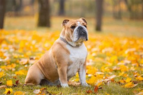 10 Best English Bulldog Breeders 2023 Updated