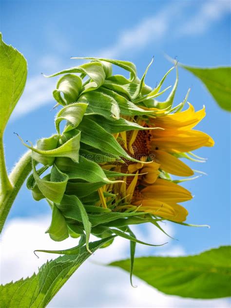 Sunflower Bloom Helianthus Annuus Stock Image Image Of Field Annual