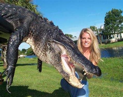 Alligator Hunting In Florida Big Alligator Alligator Hunting