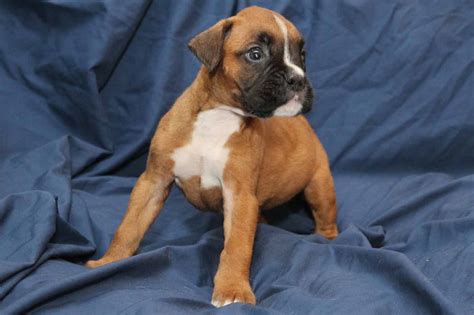 Emma2 Boxer Puppy For Sale