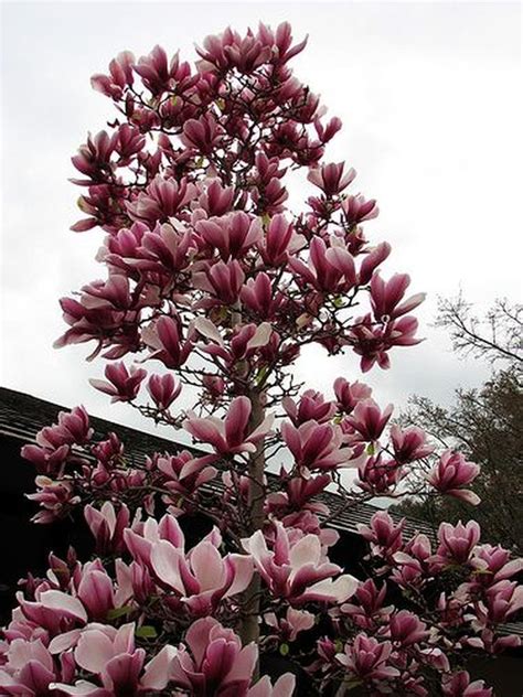 Magnolias Produce Gorgeous Blooms In Early Spring White Flowering