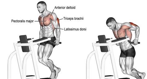 Triceps Workouts Best Tricep Exercises For Beginners At The Gym
