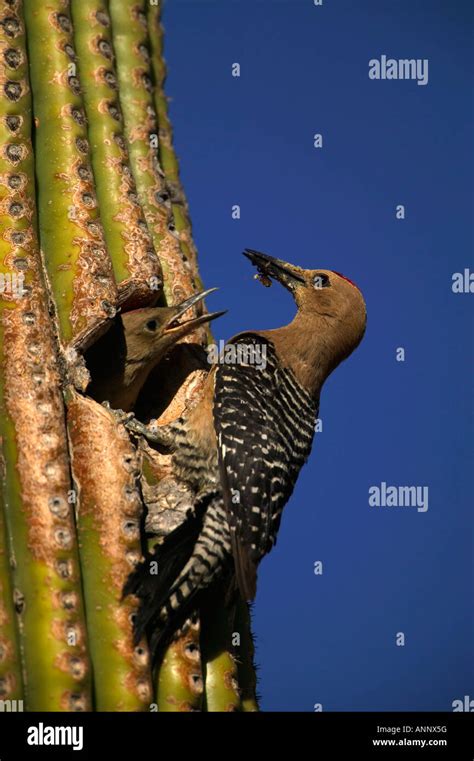 Gila Woodpecker Melanerpes Uropygialis Feeding Young In Nest In