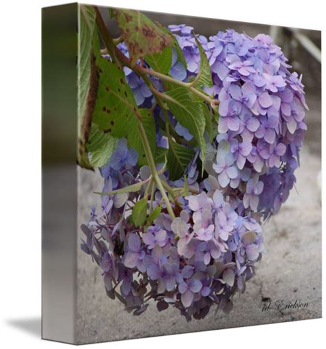 Hydrangea By Rd Erickson Hydrangeas Art Framed Wall Art Buy