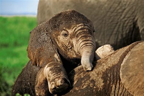 Elephant Full Hd Wallpaper And Background Image 2048x1362 Id342827