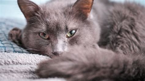 Russian Blue Cat Personality And Breed All You Need To Know Dorkycats