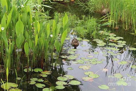 Peaceful Pond Photograph By Leslie Gatson Mudd Fine Art America