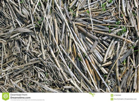 Big Amount Of The Dry Grass Straws Laying On The Ground Stock Image
