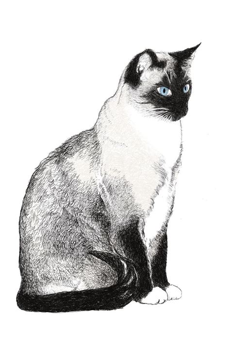 A Friends Beautiful Siamese Cat Siamese Cat Tattoos Cat Drawing