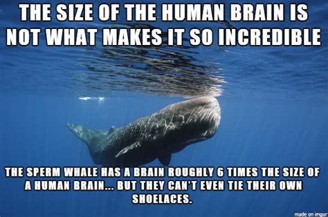 The Best Whale Memes Memedroid