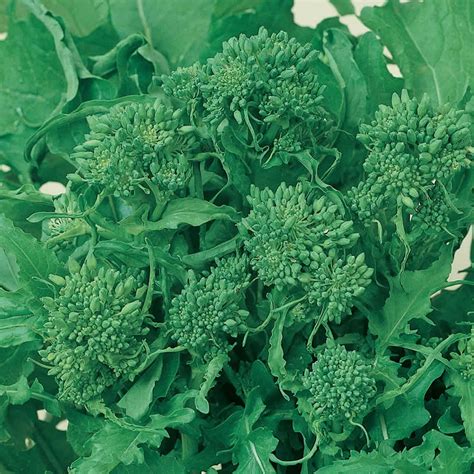 Broccoli Raab Seeds Spring Rapini 1 Lb Organic Non Gmo Heirloom