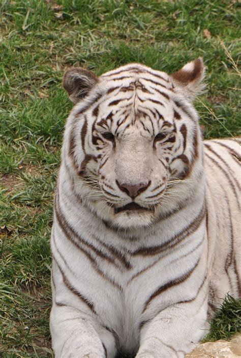 Fun Facts White Tigers