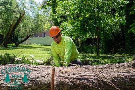 Long Island Tree Service Company Nyc Clearview Tree And Land Corp