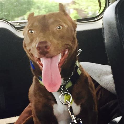 They have boundless energy and just like their parent breeds are incredibly loving to their family. Unusual Pit Bull Dachshund Mix Becomes Ambassador For Shelter