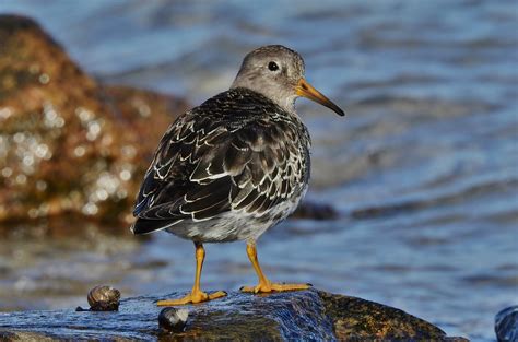 Sehen sie sich bilder und nachrichtenfotos zum thema cs maritimo von getty images an und lizenzieren sie diese. Meerstrandläufer(Calidris maritima) Schulterblick Foto ...