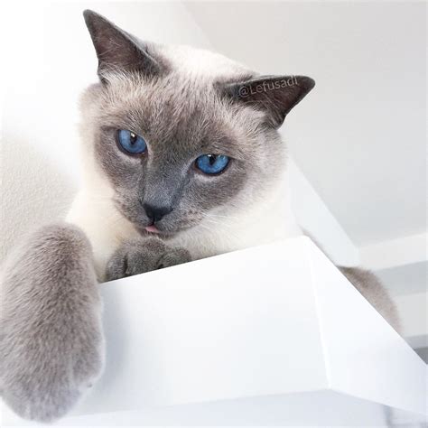 Felippo Blue Point Siamese Cat On Instagram Im Sorry For Being A Bit
