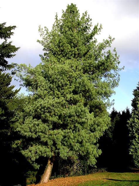 Filebhutan Pine Tree