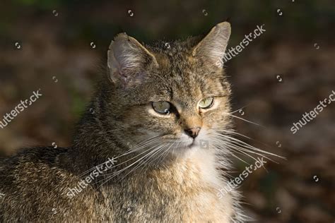 Wildcat Felis Silvestris Captive Animal Enclosure Editorial Stock Photo