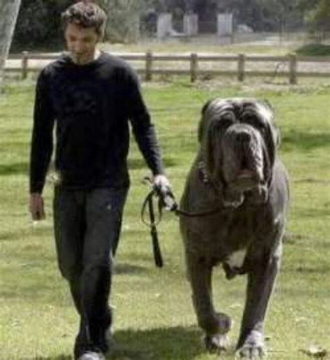 Pin By Heather Deshotels On Wow English Mastiff Big Dogs Huge Dogs