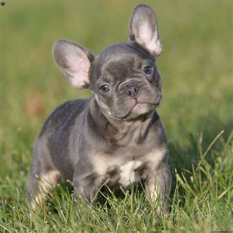 Thank you for checking out our ad for our french cuties that are now ready for their next step! French Bulldog Mix Puppies For Sale | Greenfield Puppies