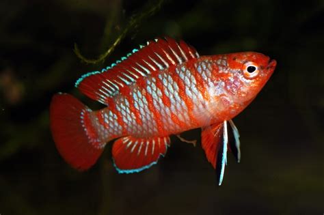 Scarlet Badis Care Guide Diet Breeding And More Petsoid