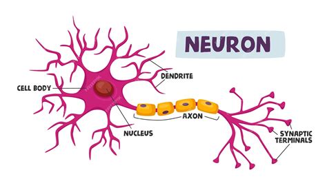 Premium Vector Human Neurons Scheme Infographics Dendrite Cell Body