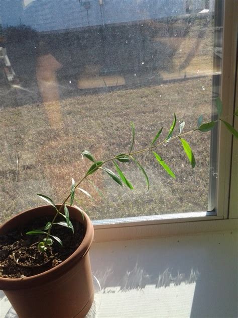 If we fertilize a plant, then its height increases faster. Why is my plant leaning? What should I do about it?