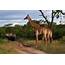 Travel Review Private Luxury South Africa & Botswana Safari Vacation 