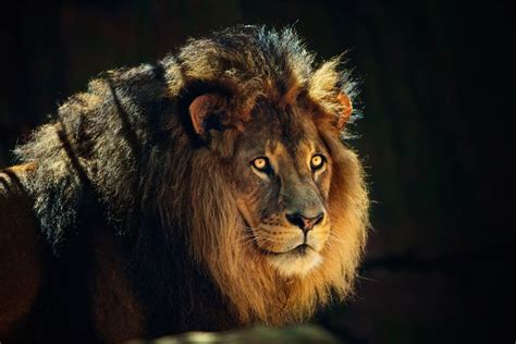 17 Best Images About Lions On Pinterest Amazing Photos Male Lion And