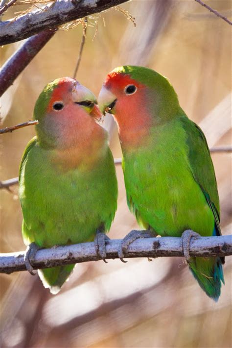 The smallest lovebird perch diameter recommended is ½ inch. Feather Tailed Stories: Peach-faced Lovebirds