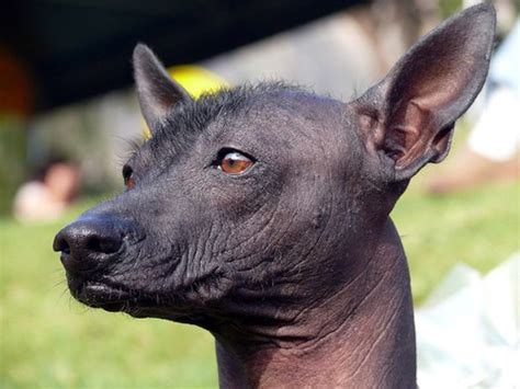 Pin By Jenny Joffer On Hairless Dogs Rock Rare Dog Breeds Rare Dogs